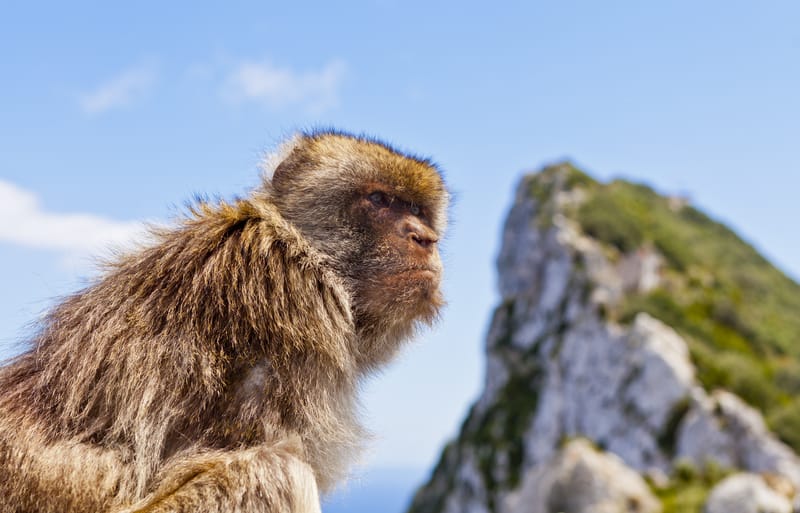 Cum sa petreci o zi in Gibraltar l Un Day trip perfect din Andaluzia