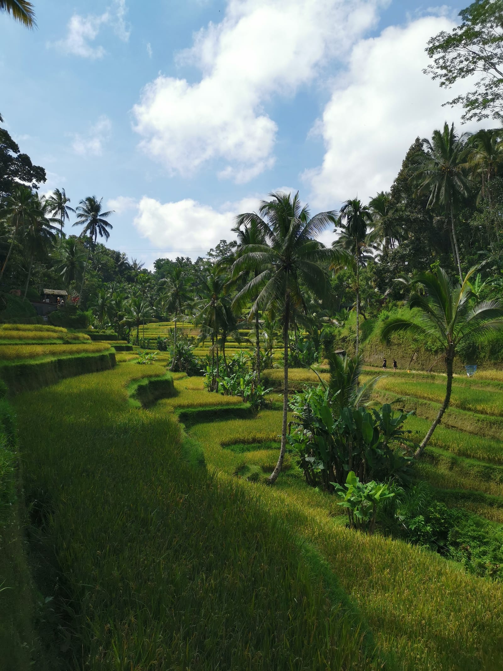 Ubud - Itinerar 7 zile în cel mai cunoscut oraș din Bali!